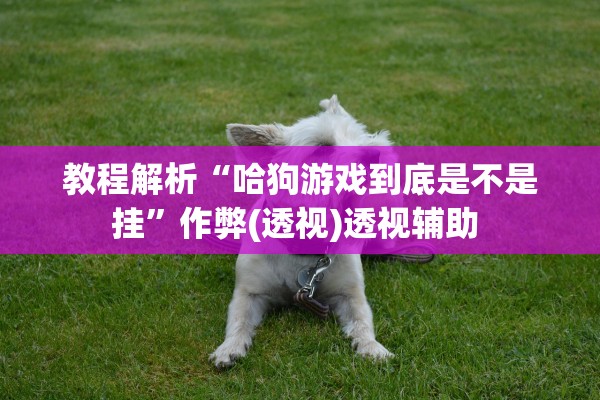 教程解析“哈狗游戏到底是不是挂”作弊(透视)透视辅助 