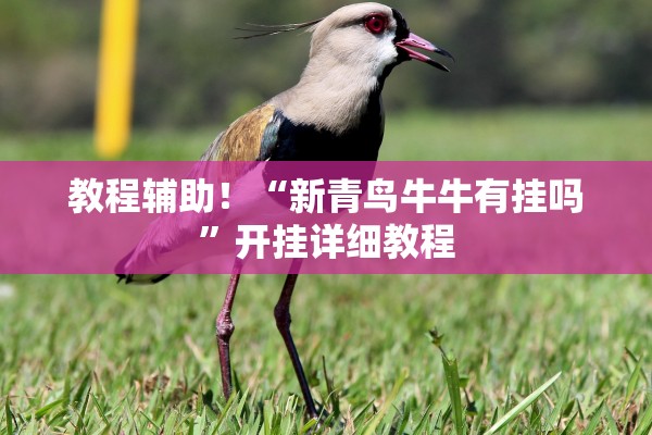 教程辅助！“新青鸟牛牛有挂吗”开挂详细教程