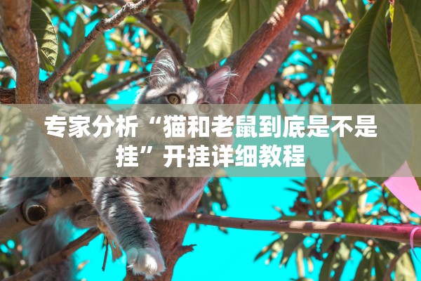专家分析“猫和老鼠到底是不是挂	”开挂详细教程