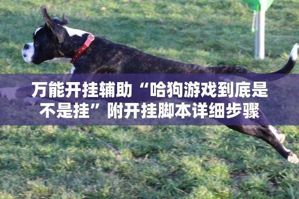 万能开挂辅助“哈狗游戏到底是不是挂”附开挂脚本详细步骤