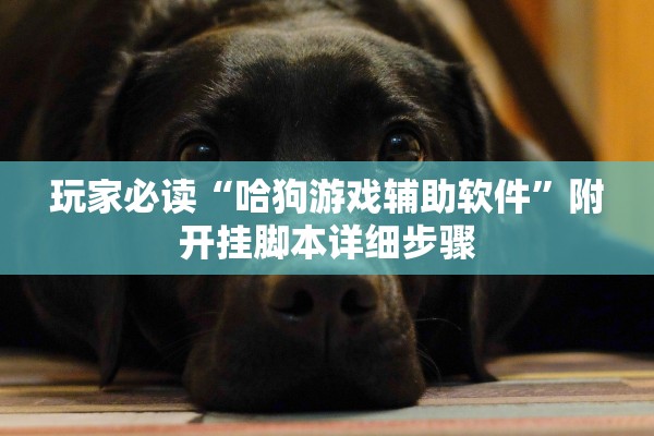 玩家必读“哈狗游戏辅助软件”附开挂脚本详细步骤